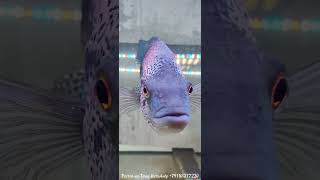 Волки parachromis dovii aquarium fish cichlid [upl. by Auric]