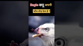 Eagle क्यू अपनी चोंच तोड़ देता है [upl. by Esya]