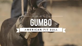 GUMBO AN AMAZING AMERICAN PIT BULL TERRIER [upl. by Wira]