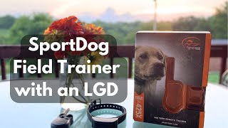 SportDog Field Trainer 425x Review with a Karakachan LGD [upl. by Nylyaj]