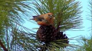 Red Crossbill ripping pine cone for seed ktbirdingcom [upl. by Vanden]