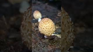 Cute egg shaped form of immature Parasola mushroom fungi mushroom [upl. by Jadda]