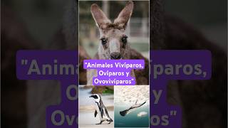 Vivíparos Ovíparos y Ovovivíparos [upl. by Kendall]