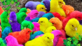 Menangkap ayam lucu ayam warna warni ayam rainbow bebek angsa ikan hias ikan cupang Kelinci [upl. by Alemat]