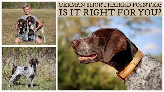 German Shorthaired Pointer  Is It Right For You [upl. by Sydel]