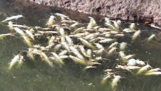 O que se sabe sobre a morte de 3 toneladas de peixes no rio Piracicaba [upl. by Allisan]