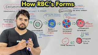 Erythropoiesis Process of Production of Red Blood Cells Hematopoiesis [upl. by Aecila709]