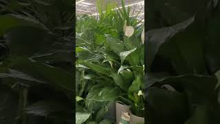 Buying Plants For My Home And Garden Replenishing [upl. by Ecnerrat188]