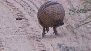 Tatu virando bola Armadillo rolls into a ball  In the wild Brazil [upl. by Ethbun]