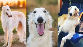 Borzoi  Funny and Cute dog video compilation in 2023 [upl. by Marcelo]