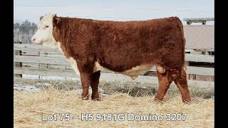 Lot 75  H5 9181G Domino 3207 [upl. by Haily803]