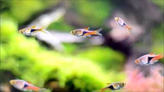 Trigonostigma heteromorpha Rasbora [upl. by Dewar]