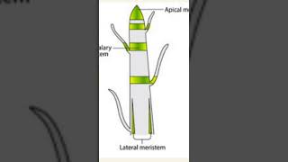 Structure of meristem tissue [upl. by Inva358]