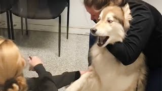 Huskys freaking out when realize he is in the vet 🤣 Funny Dogs Reaction [upl. by Venuti]