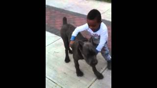 5 month old cane corso [upl. by Latricia]