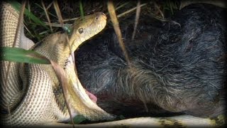 Python kills Pig 07  Dangerous Animals [upl. by Grekin]