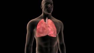 Lung Cancer Prevention [upl. by Orvas308]