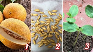 Cách trồng dưa lưới từ hạt lấy từ quả  Grow Cantaloupe from seeds [upl. by Sully]