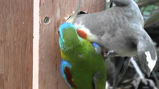 Cockatiel making a nuisance of himself with two Turquoise Parrots [upl. by Batish]