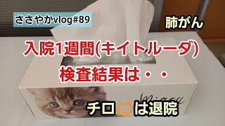 【ささやかvlog89】がんサバイバー免疫療法 ねこ  入院1週間キイトルーダチロは退院 [upl. by Eugeniusz959]