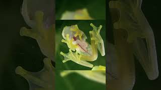 Meet the Glass Frog  The Transparent Amphibian [upl. by Lil]