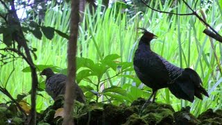 Screamlike Call of Wild Kalij Pheasants  Lophura leucomelanos  Video [upl. by Vinny]