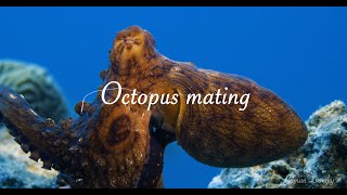 Octopus mating [upl. by Ebag]