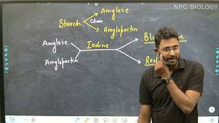 L14  Polysaccharides  Carbohydrate  Biomolecules  Class 11th  NEET [upl. by Apur777]