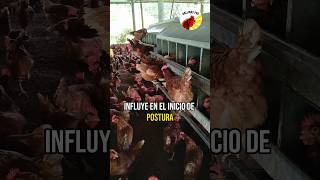 A las CUÁNTAS SEMANAS EMPIEZAN a PONER las GALLINAS [upl. by Aralomo]