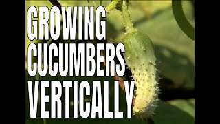 Building a Cucumber Trellis P Allen Smith [upl. by Skerl]