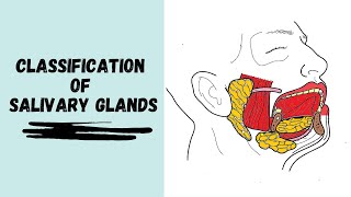 Classification of Salivary Glands [upl. by Langdon]