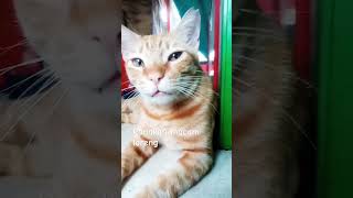 Kucing garong anteng [upl. by Atteselrahc709]