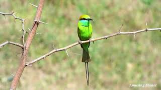 Blue Cheeked Bee eater flight call [upl. by Nohtanoj]