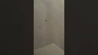 Why is there a bug on my bed 😭 Golden Tulip Hammamet President Hotel fyp bug [upl. by Llecrad836]