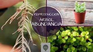 COMO REPRODUCIR ARBOL DE LA ABUNDANCIA  SUPER FACIL PORTULACARIA AFRA [upl. by Ahtela]