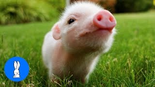 Cute Baby Micro Teacup Pig  BEST Compilation [upl. by Virginia962]