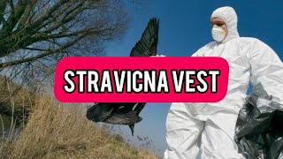 Stravicna vest Stigao je PTICIJI GRIP u Srbiju Ako vam OVA ptica sleti u dvoriste  hitno [upl. by Winchester]