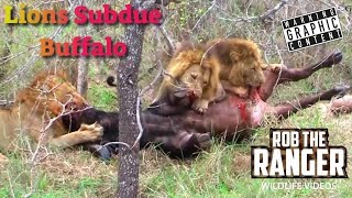 Lions Overpower A Buffalo  Intense Lion vs Buffalo Safari Sighting [upl. by Dyoll]