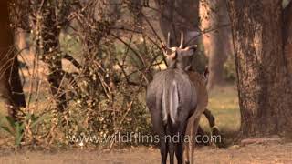 Breeding season of Blue bulls Nilgai antelope [upl. by Shimkus]