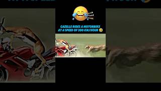 Cheetah vs Gazelle trending viralvideo cheetah gazelle animals youtubeshorts shorts funny [upl. by Leinehtan795]