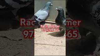 💥💥Racing Homer  9742749465 pigeon bhopalpigeons kabutar 💥💥 [upl. by Nitnert]