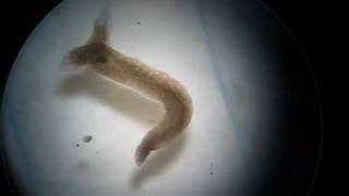 Twoheaded Planarian Planaria Regeneration Experiment [upl. by Dong]