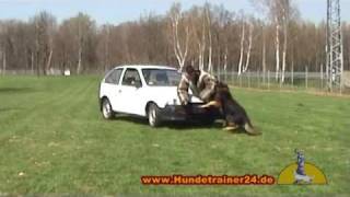 Schutzhund quotQuirl vom Hessensteinquot bei Bewachung eines Fahrzeugs [upl. by Ijneb454]