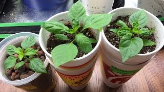 Simple NonCirculating Hydroponic System Made from Soup Containers [upl. by Holmann]