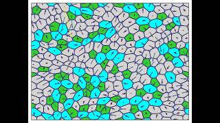 Animation of Active Vertex Model of confluent cell monolayer [upl. by Koorb]