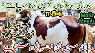 2 lakh sy 8 lakh tak ka janwar  Karachi Cattle Rates Update  Malir Mandi  17May2024 [upl. by Libna]