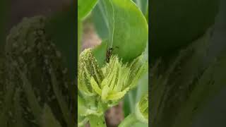 Ant farming aphids and predators [upl. by Ynna332]