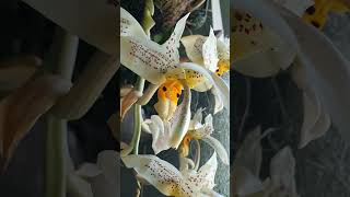 Stanhopea oculata 24 orchid [upl. by Zillah]