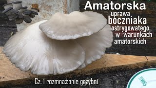 Amatorska Uprawa Bᴏᴄᴢɴɪᴀᴋᴀ Osᴛʀʏɢᴏᴡᴀᴛᴇɢᴏ Cz1 rozmnażanie grzybni [upl. by Idihsar]