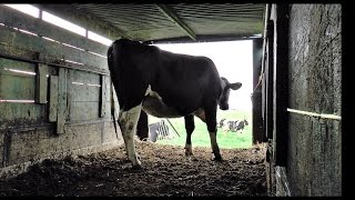 Geertruidenberg in beeld Koeien van de stal naar de wei [upl. by Lednem395]